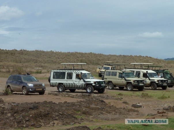 AFRICA - (Эфиопия,Кения,Танзация) 4-16 ноября 2011