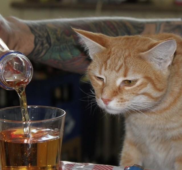 Коты - мастера на все лапы