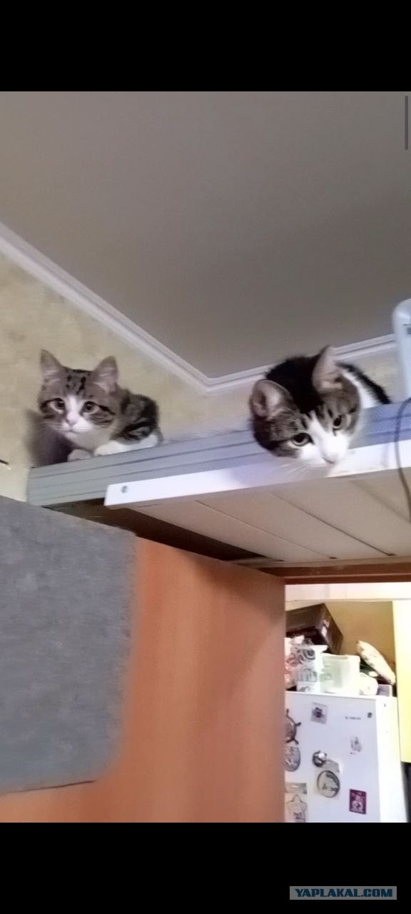 Котики наше всё!