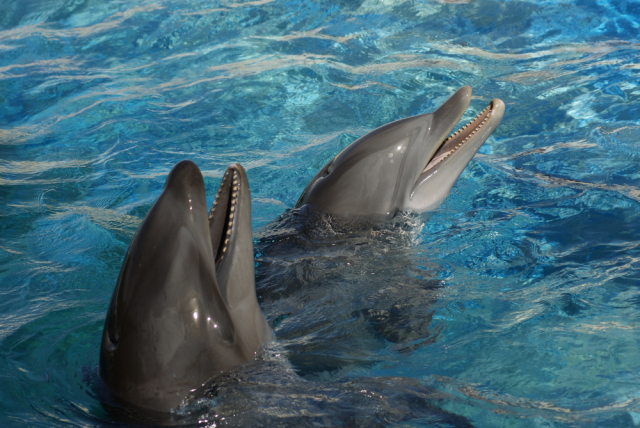 Результат секса косаток с дельфинами. Знакомьтесь: вельфин — гибрид  дельфина и кита