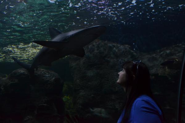 Хочу дачу на канарах!