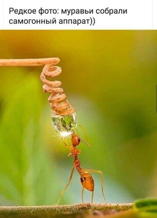 Ударим по баянам ?‍↔️