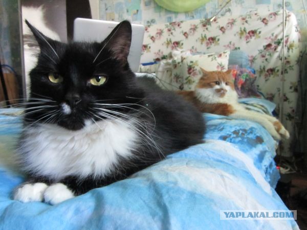 Котовторник 23.07.2013