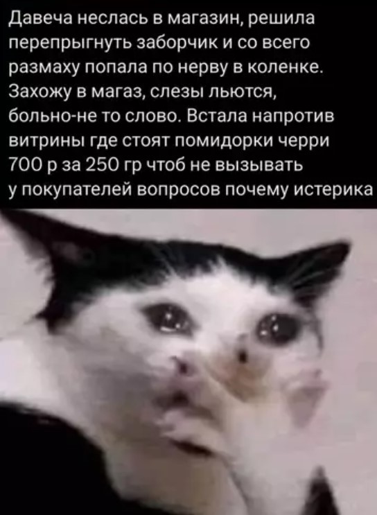 К котовторнику: подборка картинок-баянов с котиками и про котиков. Выпуск 44.