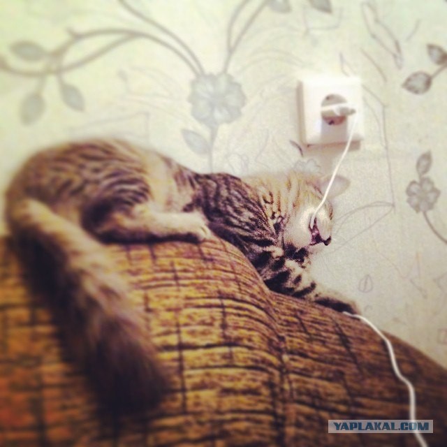 Котовторник 01.04.2014