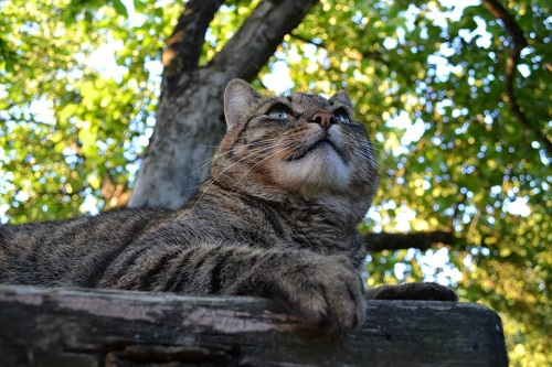 Котовторник 17.06.2014