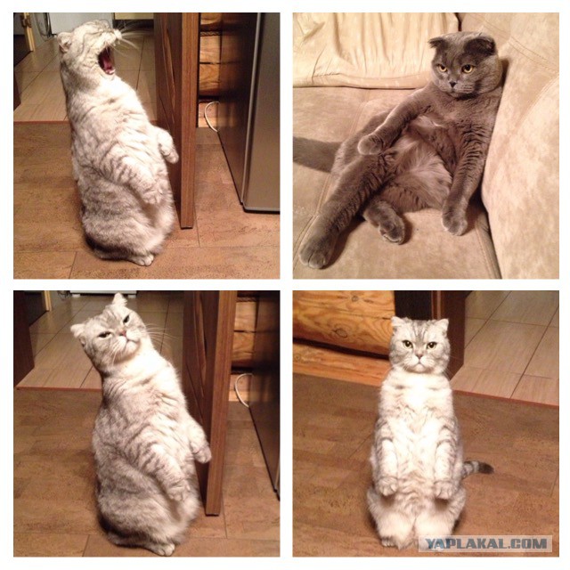 Котовторник