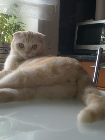 Котовторник 04.08.2015