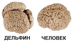 Дельфинчик ловит рыбку