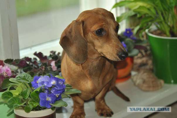 Реклама собачьего корма