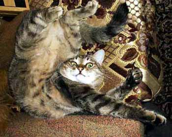 Коты, кошки, котята
