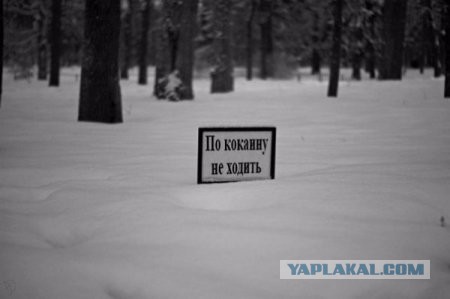 Веселые картинки