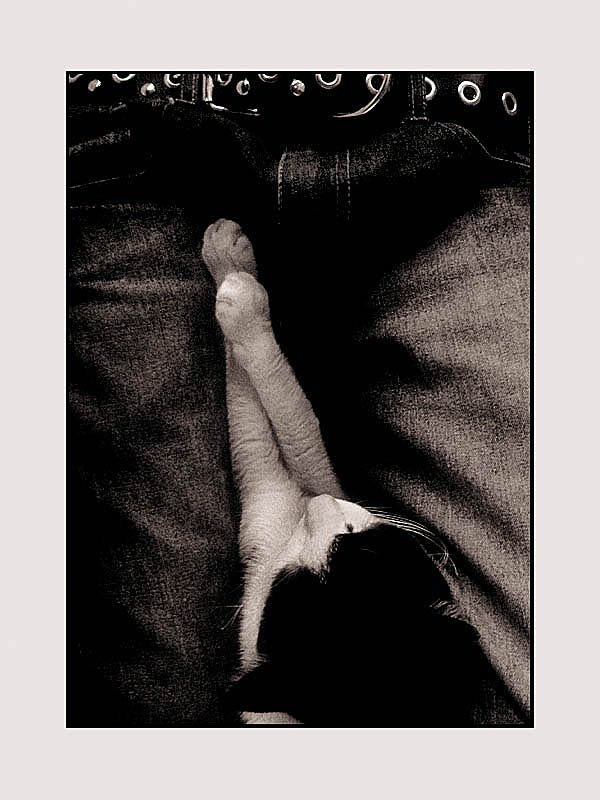 Коты, кошки, котята