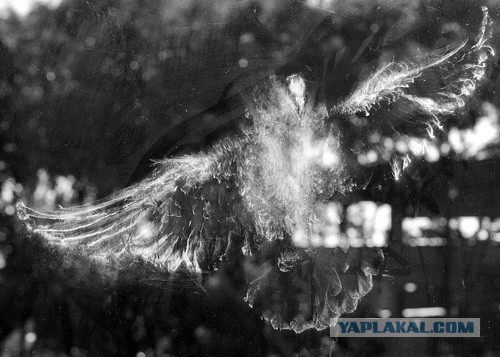 Не оформила сбитую собаку как ДТП, лишилась прав!