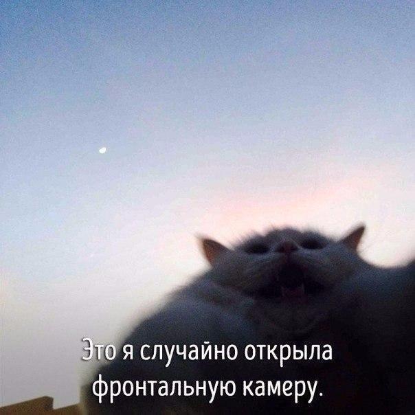Мохнатые беспредельщики