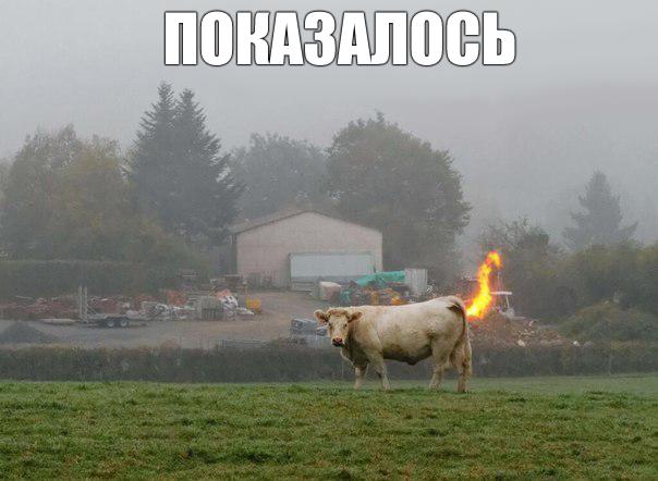 Прикольные животные