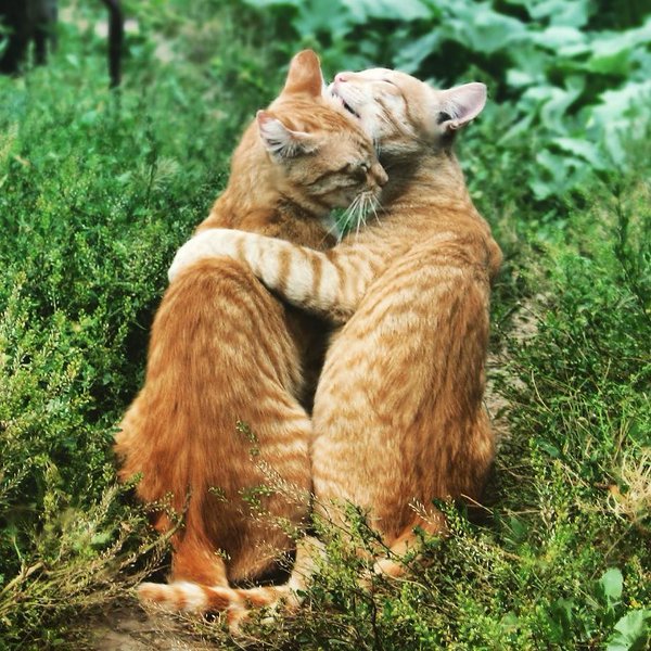 Прикольные животные