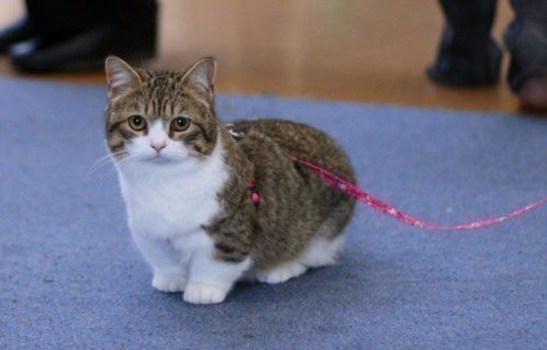 Прикольные животные