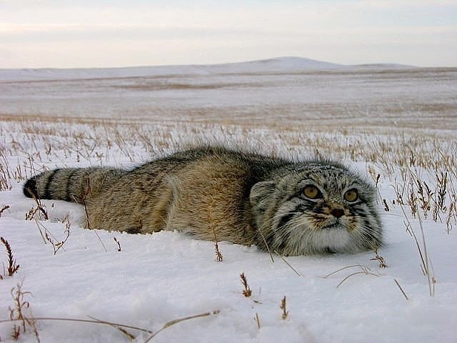 Картинки разные из сети