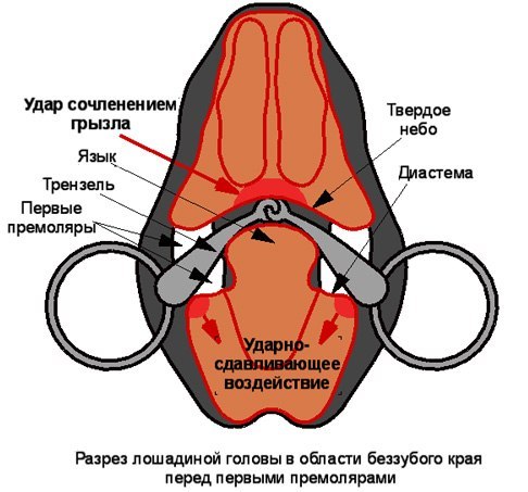 Скутерист и наездница