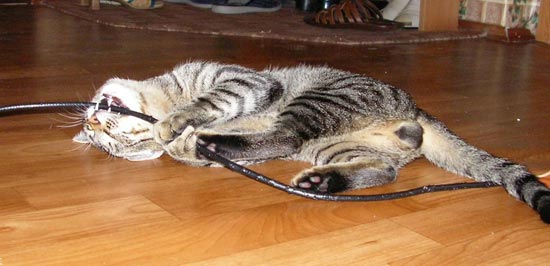Кошак в шоке