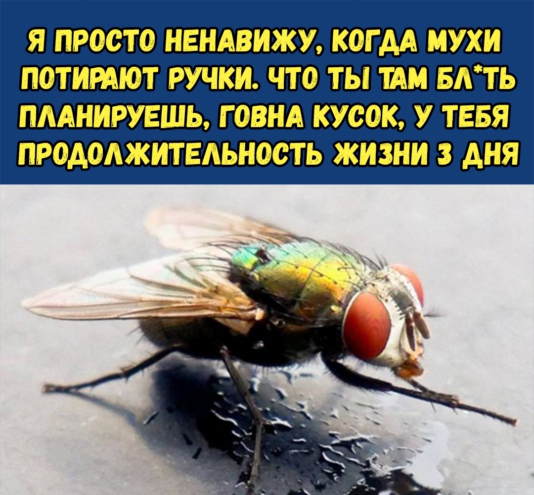 Стихи О Мухи