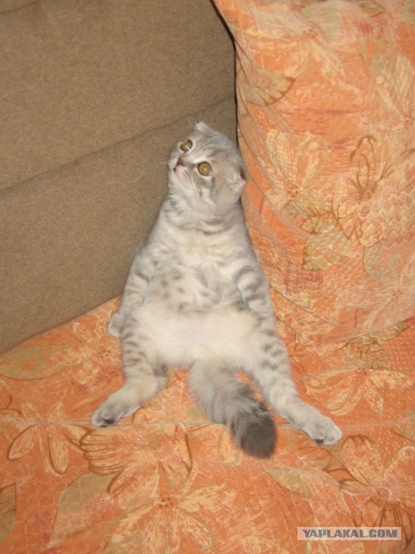 Котовторник 06.12.2011