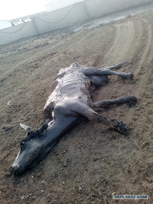 Мясо животных, погибших от неизвестной болезни на фермах Краснодарского края, идет на продажу. Власти — молчат