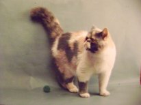С Днём кошки!