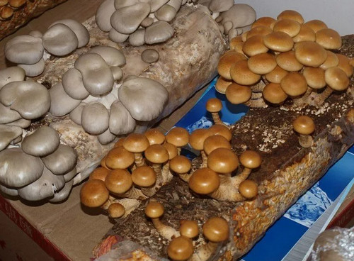 Как думаете, сколько может быть грибов в 400-граммовой упаковке?