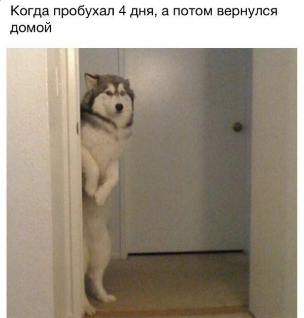 Юмор в картинках 11.10.20