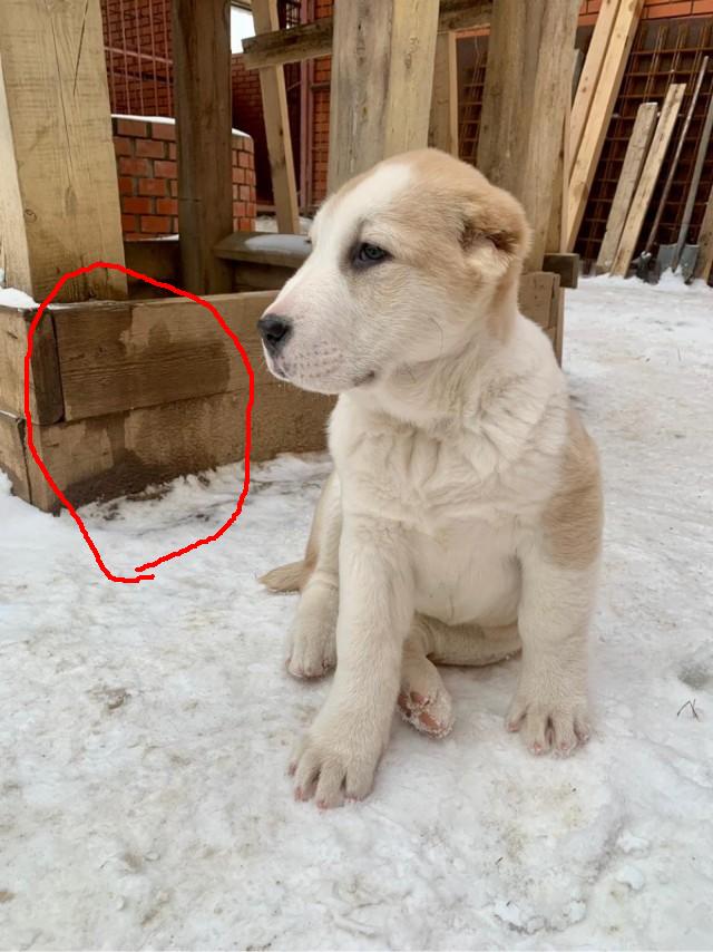 В семье пополнение