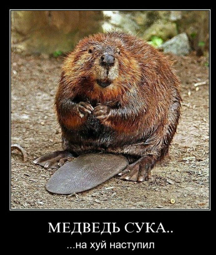 что делает бобер зимой. Смотреть фото что делает бобер зимой. Смотреть картинку что делает бобер зимой. Картинка про что делает бобер зимой. Фото что делает бобер зимой
