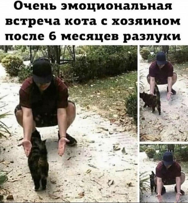 Картинки с надписями и котами