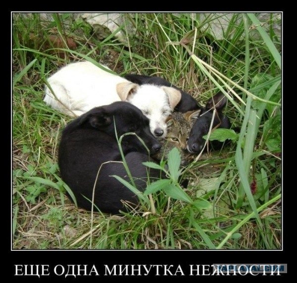 Враги или друзья?