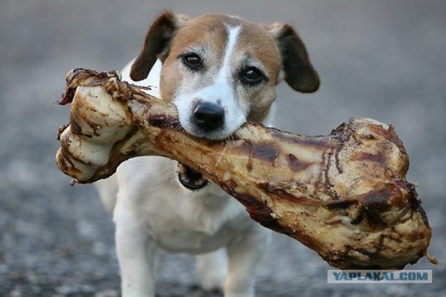 Хорошо воспитанный пёсик