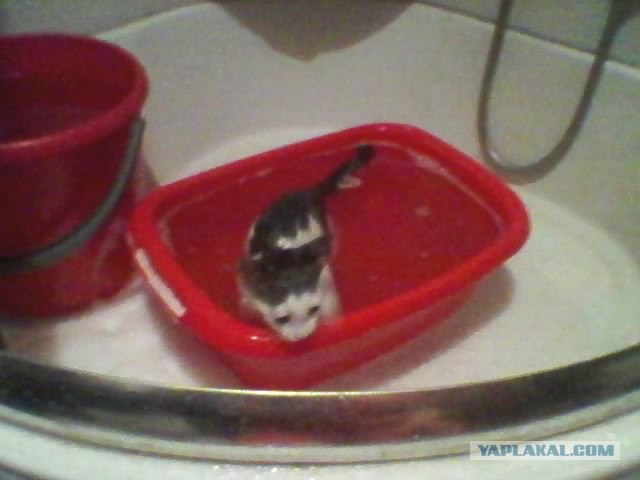 Котовторник 26.03.2013