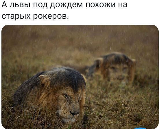 Никакие картинки