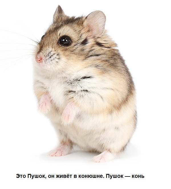 Покупка игры S.T.A.L.K.E.R. 2 в России может повлечь тюремный срок?