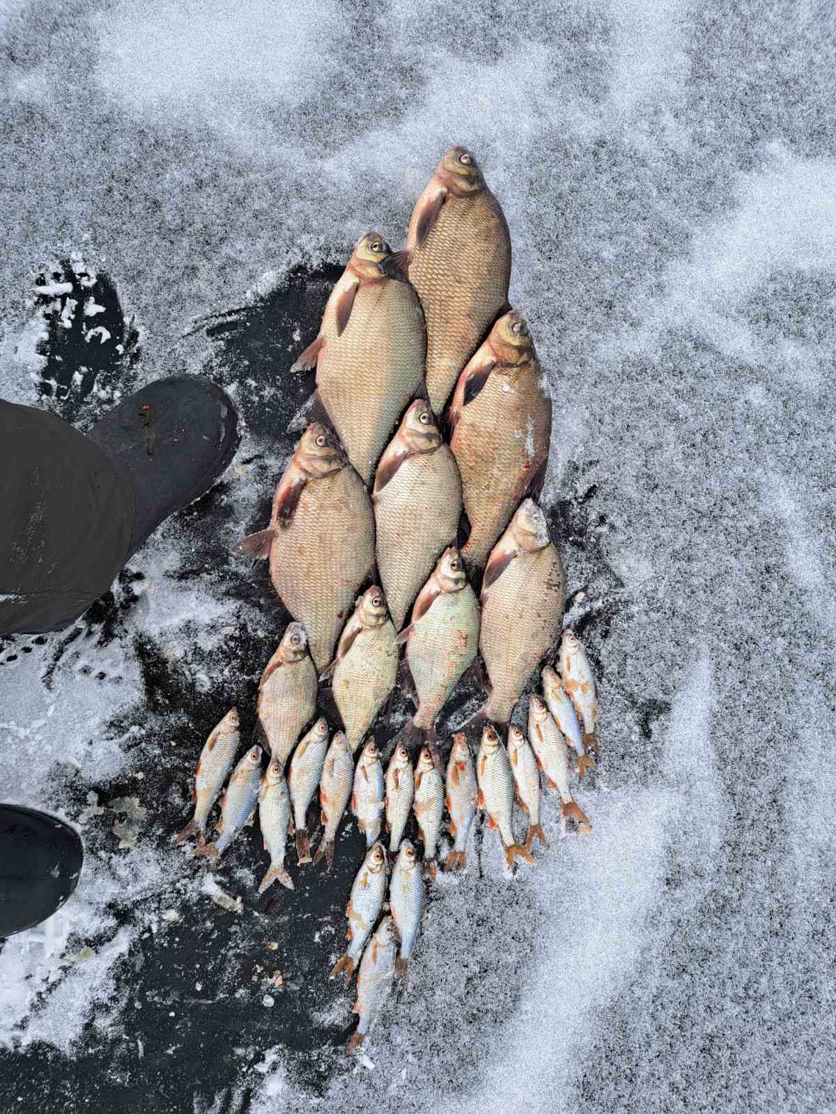 Сегодня, на 2 удочки