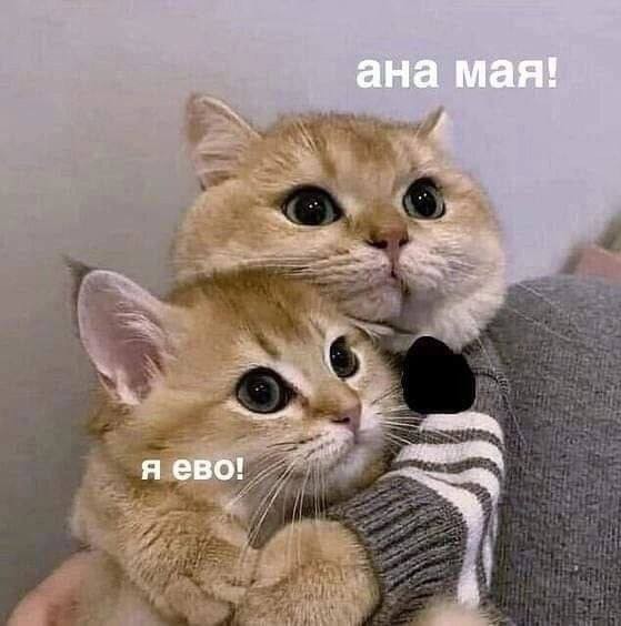 А где котики, сегодня же вторник!