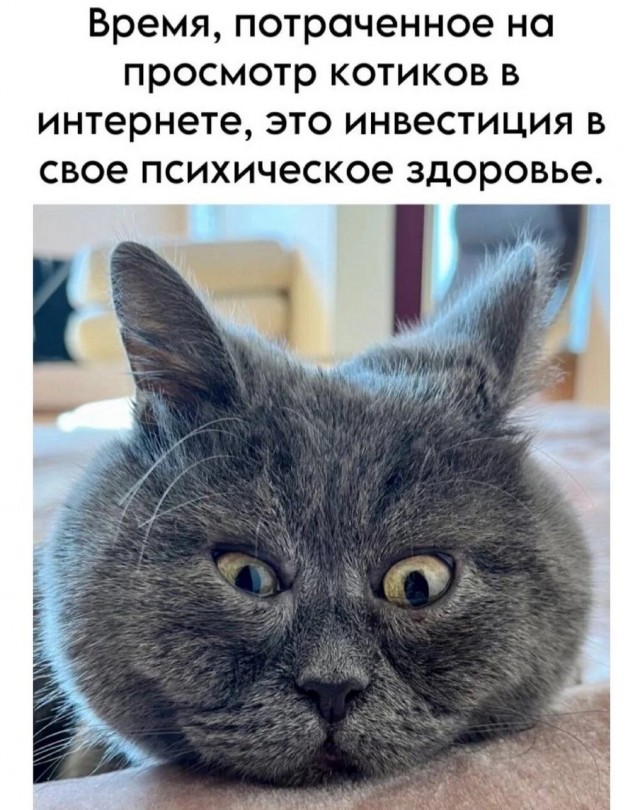 К котовторнику: подборка картинок-баянов с котиками и про котиков. Выпуск 12