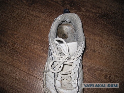 Рыжий антистресс