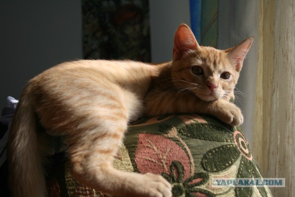 Котовторник 23.07.2013