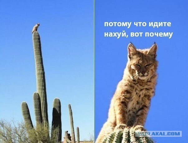 Весёлые картинки. Разбавим будни