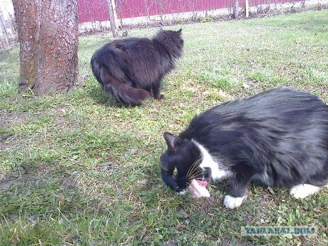 Котовторник 6.05.2014
