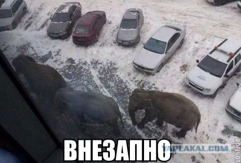 Весёлое из сети