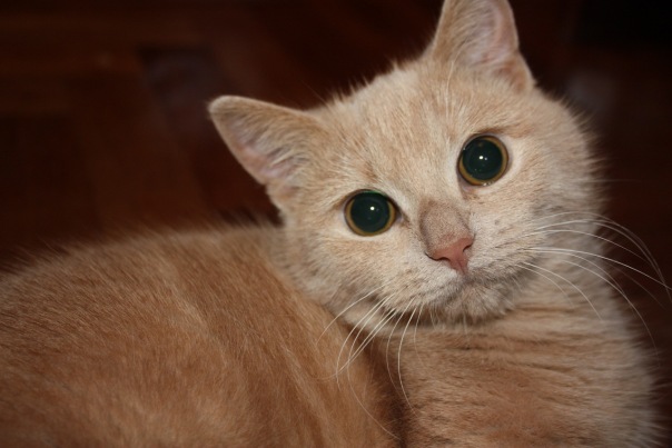 Котовторник