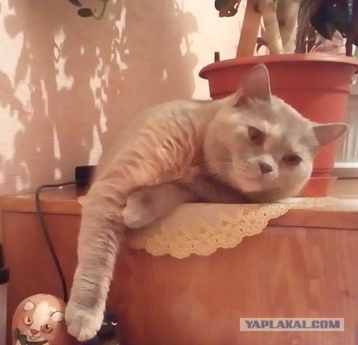 Котовторник 07 04 2015