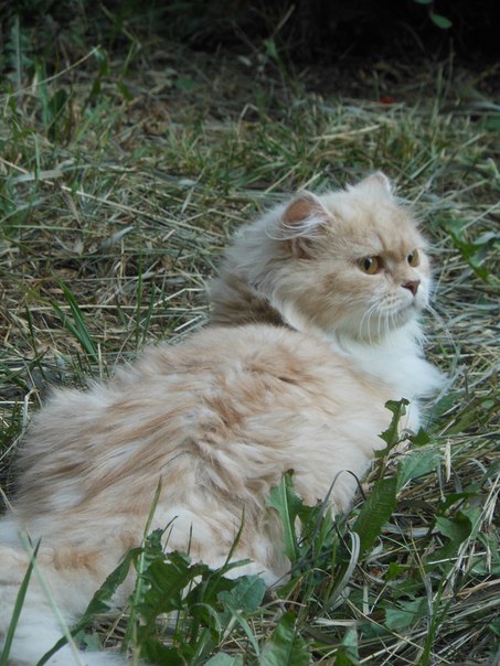 Постирали ... кота?